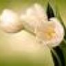 tulip
